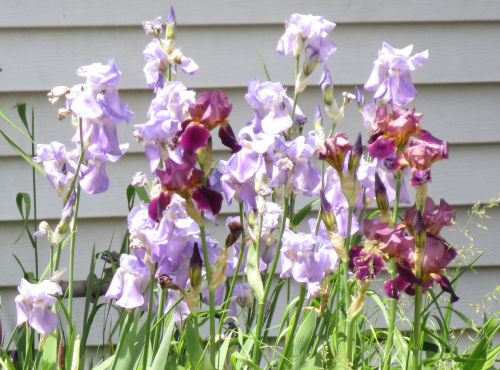 light purple iris