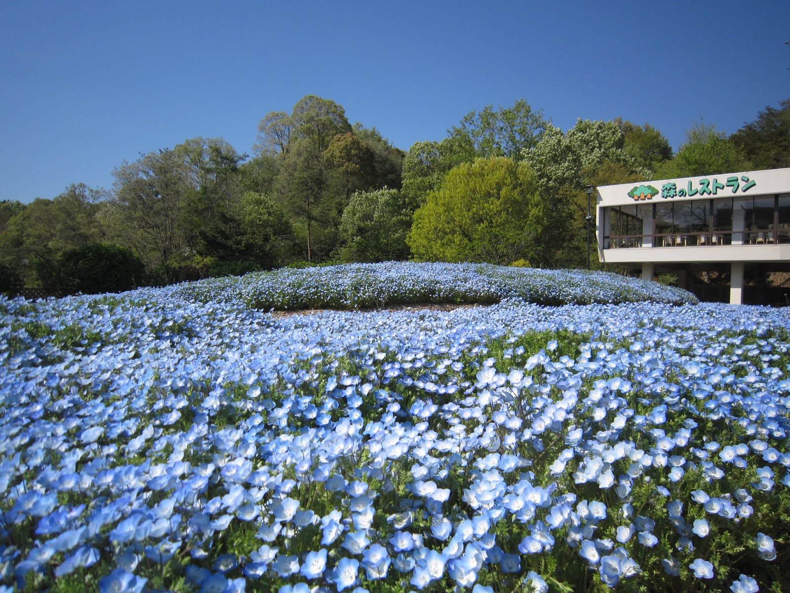 広島市植物公園ブログ 今日の植物公園 4月25日号