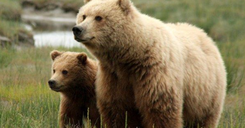 19 Arti Mimpi Tentang Hewan Beruang Menurut Primbon Jawa ...