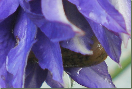 snigel
