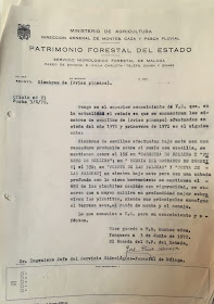 Escrito de José Pino Rivera dirigido al Ingeniero Jefe del Servicio Hidrológico-Forestal de Málaga, de 3 de junio de 1972, sobre siembras de pinsapo.  Fuente: Archivo personal de José Pino Rivera.