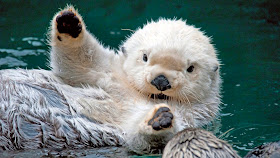 funny animals of the week, otter waves