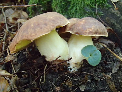 Boletus depilatus