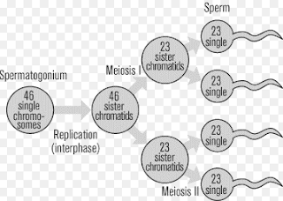 Complete process of spermatogenesis