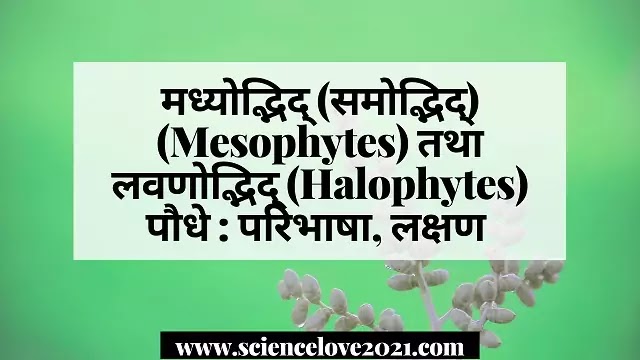 मध्योद्भिद्(Mesophytes) तथा लवणोद्भिद् (Halophytes) पौधे:परिभाषा, लक्षण|hindi