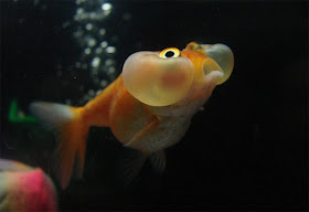 Bubble Eye Goldfish image