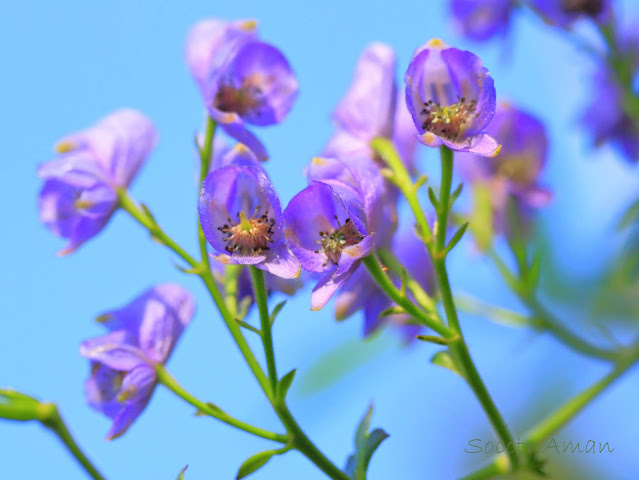 Aconitum japonicum