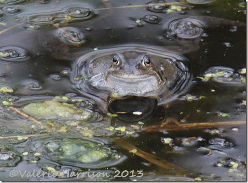 66-frog