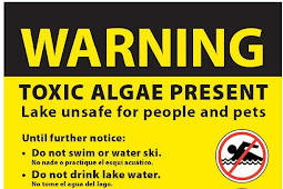 Toxic algae advisories in effect at 5 Thurston County lakes