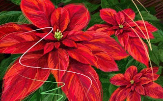 christmas poinsettia festive pictures