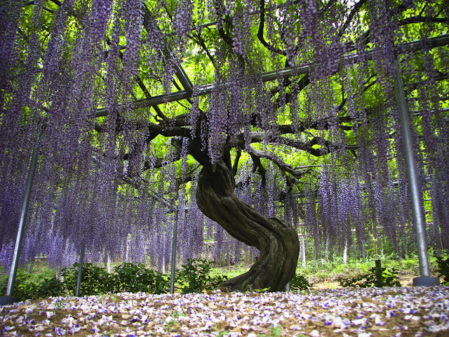 Taman Bunga Ashikaga 