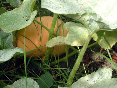 A yellow squash growing on a vine