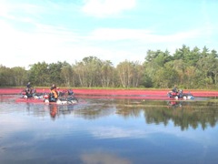 Cranberry Harvest Gerts bog 2011 3 machines 5