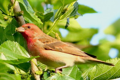 "Common Rosefinch -male, feeding on mulberries."