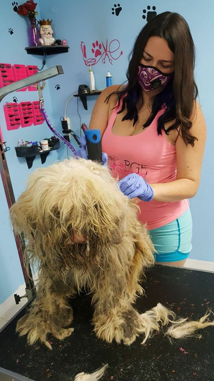 Dog Groomer Opened Her Shop In Middle Of The Night To Give A Stray Dog A Haircut