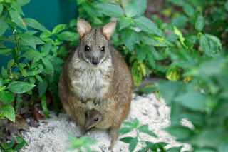 Papua Forest Wallaby, Papua Endemic Marsupial