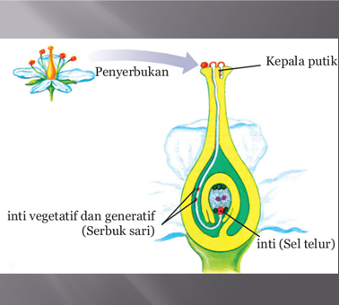 Perkembangbiakan secara kawin (generatif)  MARIOATHA BLOG