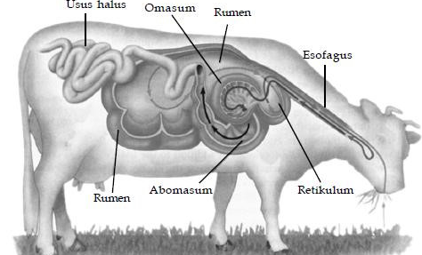 ORGAN ORGAN PENCERNAAN HEWAN DAN FUNGSINYA Tematik Kelas 5