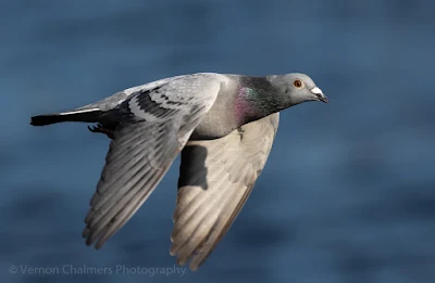 Rock pigeon over the Diep River, Woodbridge Island