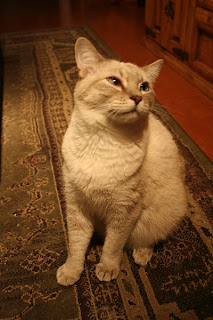 Colorpoint Shorthair Cat Pictures