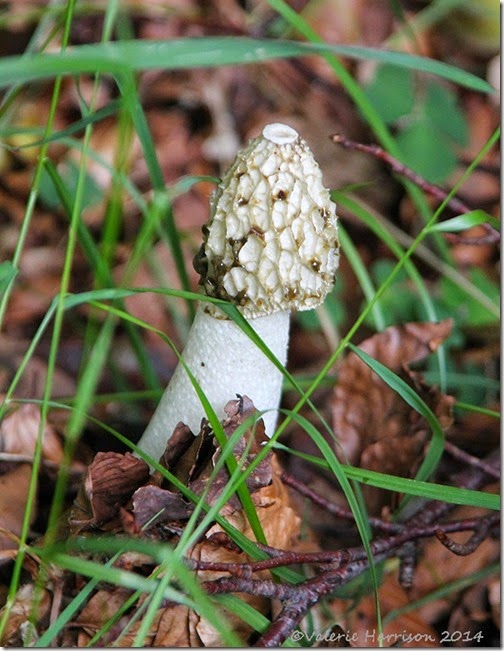 Stinkhorn