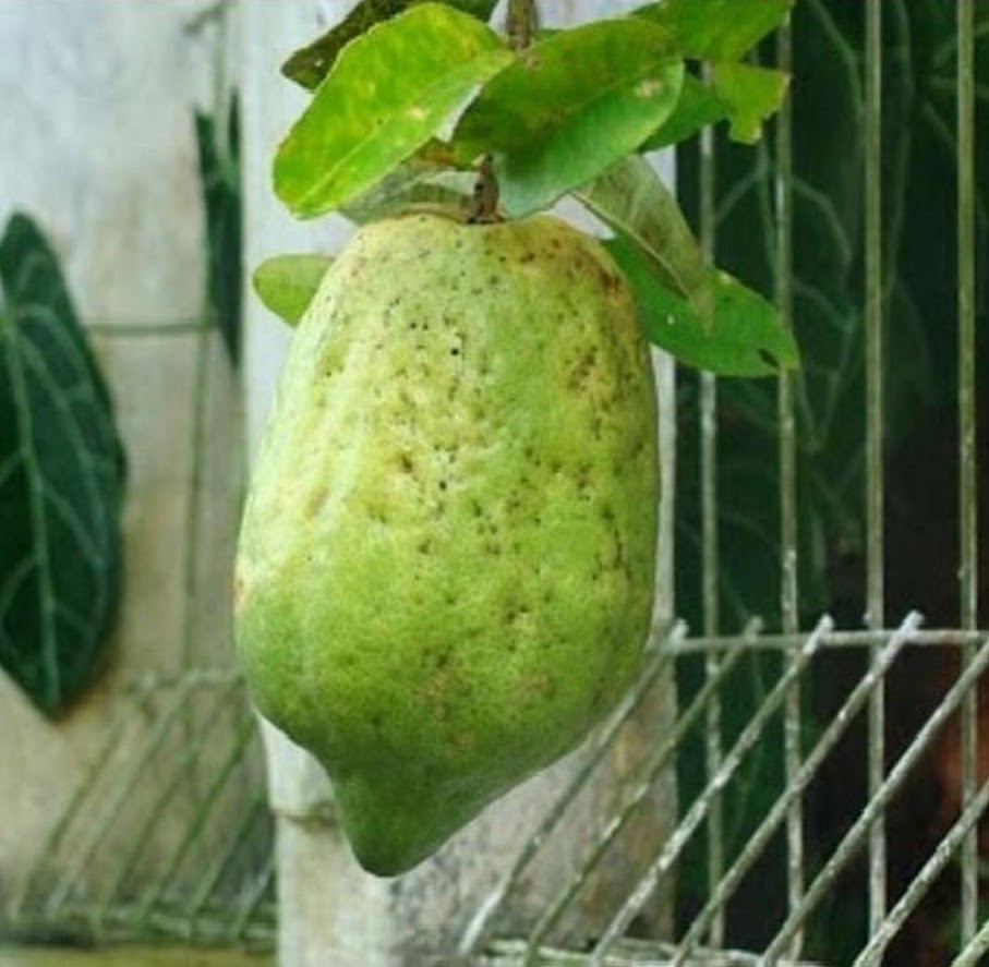 tanaman jeruk pepaya bibit buah jerpaya Jawa Barat