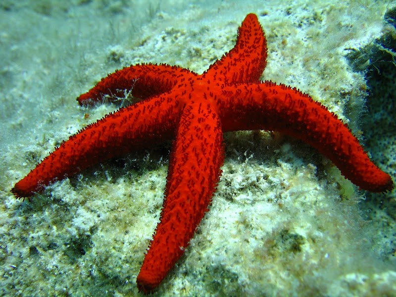 Ide Populer Alat Ekskresi Bintang Laut, Hewan Invertebrata