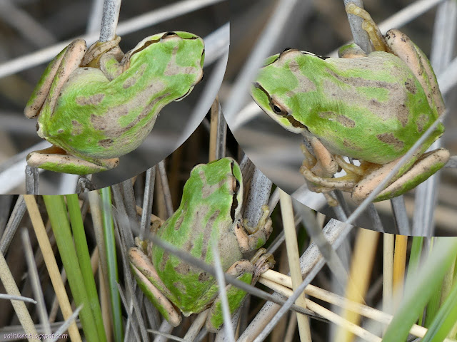 three panels of little green frog with suction cups on its toes