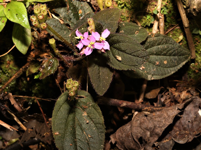 Sonerila maculata