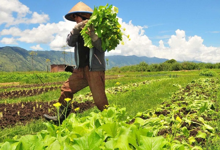 Pemerintah Siapkan Strategi agar Anak Muda Indonesia Mau Jadi Petani, naviri.org, Naviri Magazine, naviri majalah, naviri