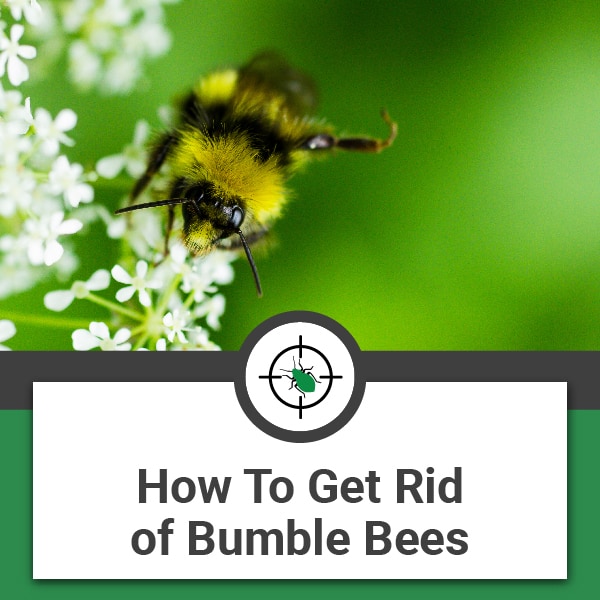 How To Get Rid Of Bumble Bees Around The House