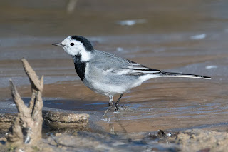 lavandera-blanca-motacilla-alba-