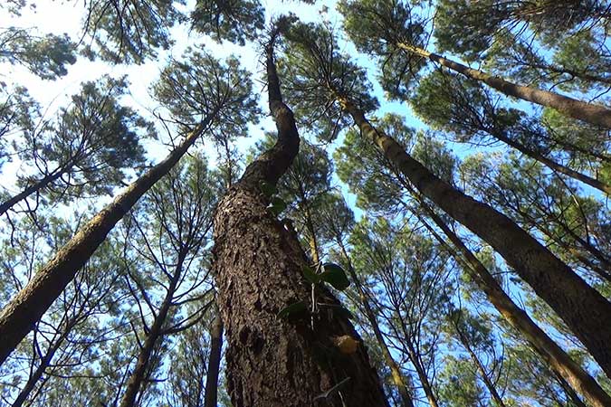Merkus pine  Pinus merkusii 