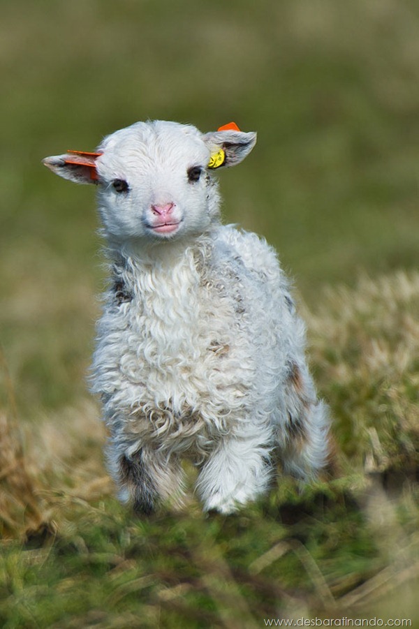 filhotes-de-animais-fotos-cute-cuti-desbaratinando (24)