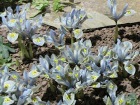 Iris Katharine Hodgkin