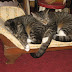 KITTIES HAVE THEIR OWN ANTIQUE FAINTING COUCH