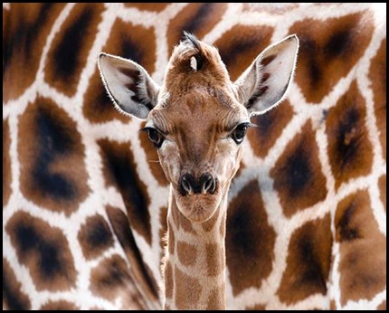 giraffe