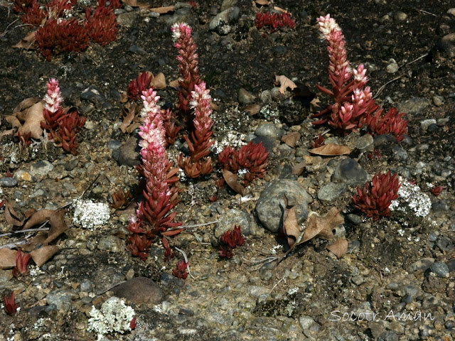 Orostachys japonica
