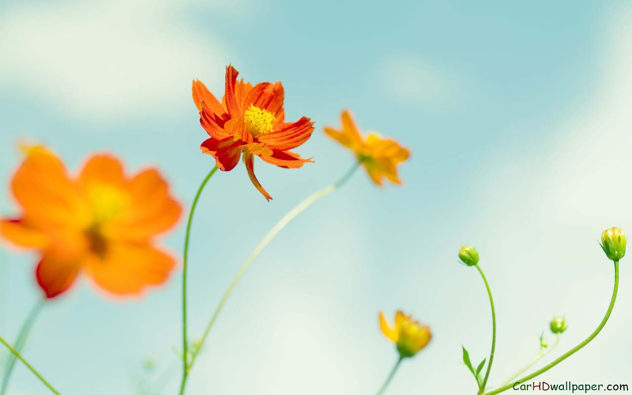 types of flowers red Orange Cosmos Flower | 1280 x 800