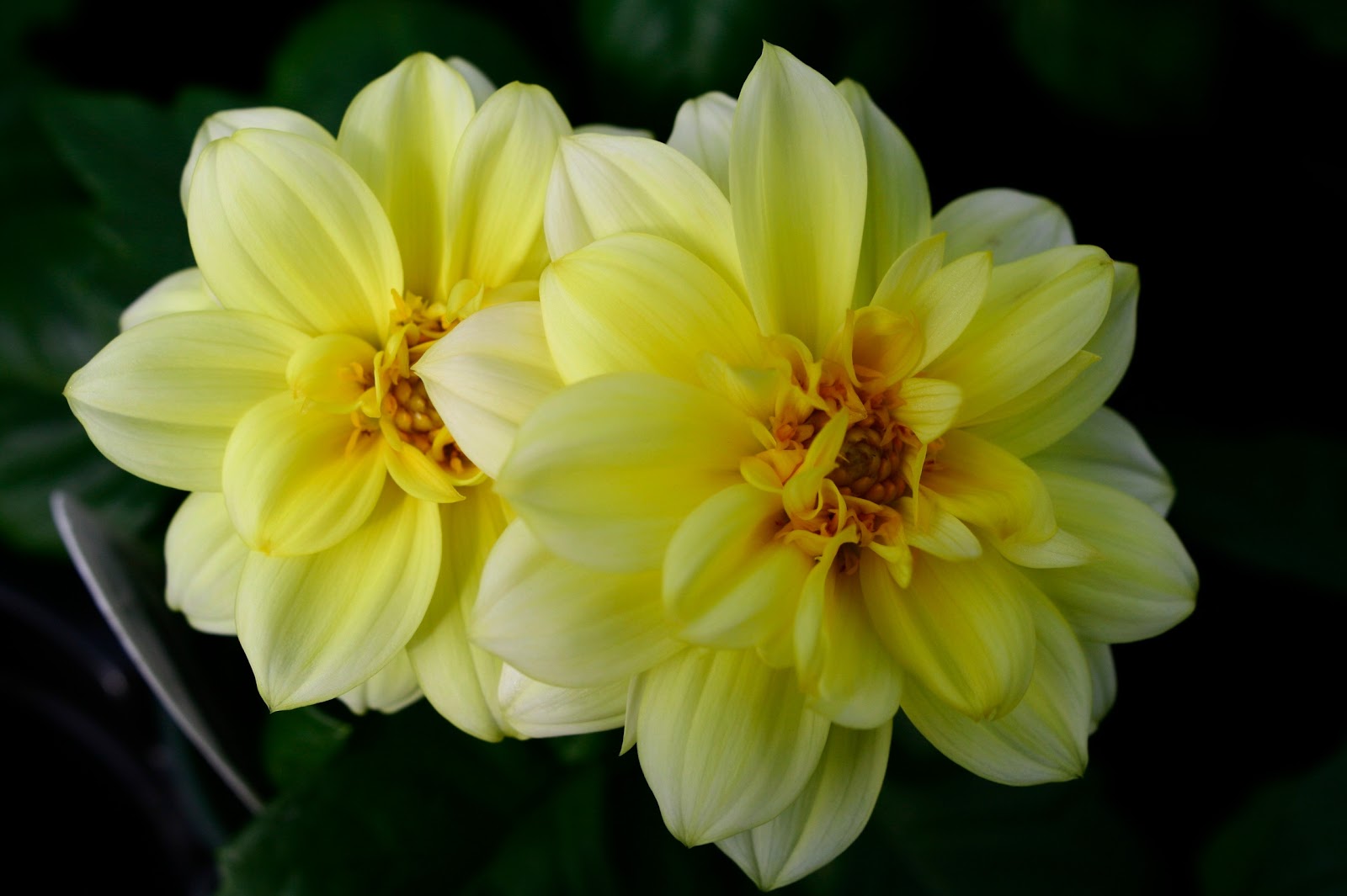 Romantic Flowers: Gerbera Flower