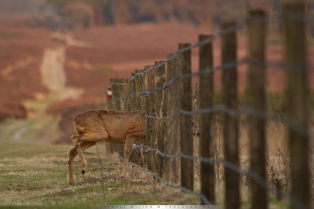 Ree - Roe Deer - Capreolus capreolus