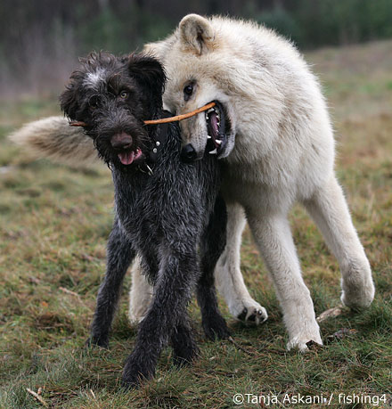 wolf dog friends