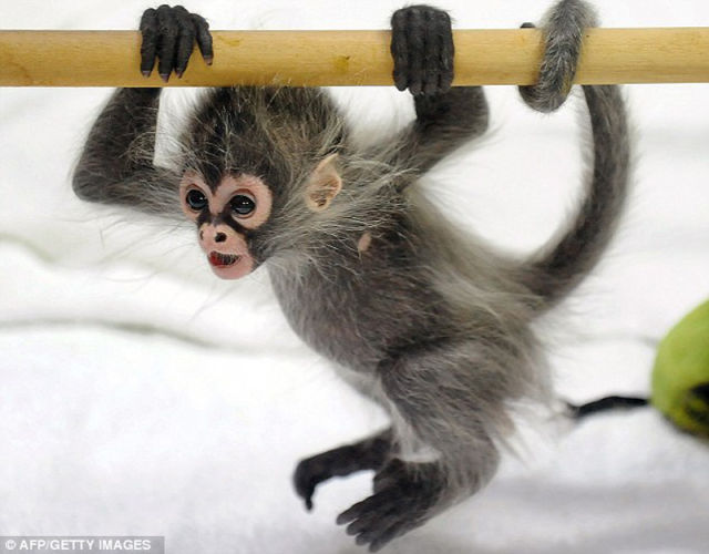 The Cutest Little Baby Monkey Funny Images