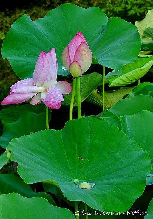 Glória Ishizaka - flores 75