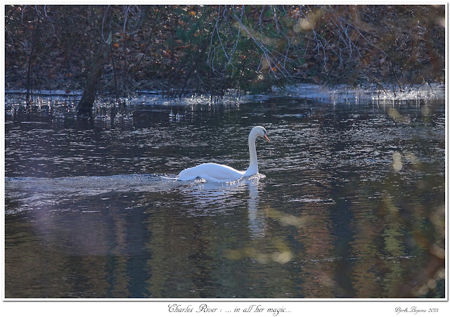 Charles River: ... in all her magic...