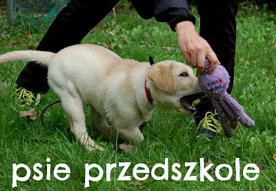  Psie przedszkole