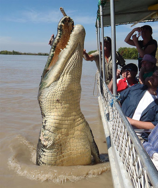 cocodrilo gigante fotografiado