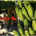 The Top 3 Benefits Of Banana