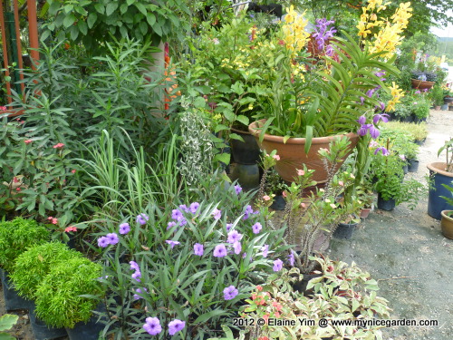 types of verbena flowers My Garden Directory  Reviews of Plant Nurseries & Garden Supplies  | 500 x 375