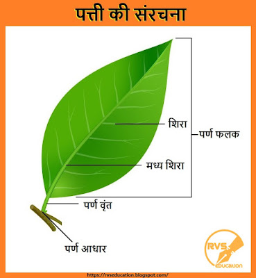 पत्ती की संरचना, Structure of leaf, part of leaf,